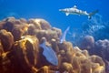 Sharks over a coral reef at ocean Royalty Free Stock Photo