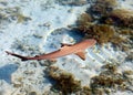 Sharks over a coral reef at ocean Royalty Free Stock Photo