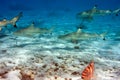 Sharks over a coral reef at ocean Royalty Free Stock Photo