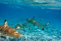 Sharks over a coral reef at ocean Royalty Free Stock Photo