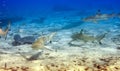 Sharks over a coral reef at ocean Royalty Free Stock Photo