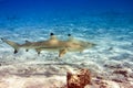 Sharks over a coral reef at ocean Royalty Free Stock Photo