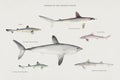 Sharks of the Pacific Ocean illustrated by F.E. Clarke Royalty Free Stock Photo