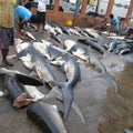 Sharks and rays slaughtered in fish market of Negombo Sri Lanka Royalty Free Stock Photo