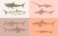 Sharks set.Great white shark, Sixgill sawshark. Basking Sand Tiger Hammerhead Thresher Atlantic Bull Mackerel Whale Blue