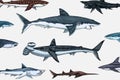 Sharks set.Great white shark, Sixgill sawshark. Basking Sand Tiger Hammerhead Thresher Atlantic Bull Mackerel Whale Blue Royalty Free Stock Photo