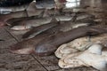 Sharks sold at a fishmarket Royalty Free Stock Photo