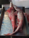 Sharks at Sunday Fish Market in Marsaxlokk, Malta. Royalty Free Stock Photo