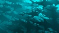 School of sharks swimming in blue water.Side view . High dense population . 3d rendering