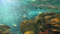Sharks swim through a school of Yellowtailed snapper