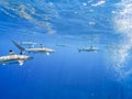 Sharks swimming in Bora Bora Island in French Polynesia during snorkeling on this island paradise and turquoise blue water. Royalty Free Stock Photo