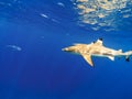 Sharks swimming in Bora Bora Island in French Polynesia during snorkeling on this island paradise and turquoise blue water. Royalty Free Stock Photo