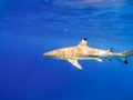 Sharks swimming in Bora Bora Island in French Polynesia during snorkeling on this island paradise and turquoise blue water. Royalty Free Stock Photo