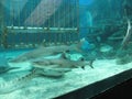 Sharks and tropical fish inside a tank in the oceanarium, Manila Ocean park, Manila Royalty Free Stock Photo