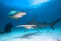 Sharksand divers in clear sea water. Royalty Free Stock Photo