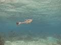 Sharksucker remora in the South Pacific