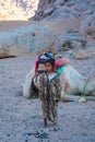 SHARM EL SHEIKH, EGYPT - JULY 9, 2009. little girl stands in the desert camel in the background