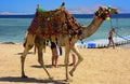 Sharm el-Sheikh, Egypt - March 14, 2018. Bedouin camel with a dr