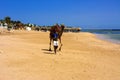 Sharm el-Sheikh, Egypt - March 14, 2018. Bedouin camel with a dr