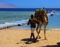 Sharm el-Sheikh, Egypt - March 14, 2018. Bedouin camel with a dr