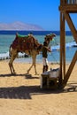 Sharm el-Sheikh, Egypt - March 14, 2018. Bedouin camel with a dr