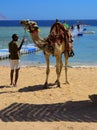 Sharm el-Sheikh, Egypt - March 14, 2018. Bedouin camel with a dr