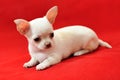 Sharming Miledy - Chihuahua Puppy Royalty Free Stock Photo