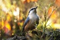 Sharp and beautiful Eurasian nuthatch, Sitta europaea in the middle of autumn colors