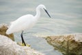 Little Egret Egretta garzetta hunting, Lake Garda Royalty Free Stock Photo