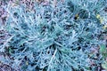 Sharp blue leaves of a wild plant close up