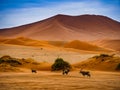 Sharp border of light and shadow over the crest of the dune. The Namib-Naukluft at sunset. Namibia, South Africa. The concept of e Royalty Free Stock Photo