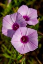 Sharp Bulb Morning Glory Wildflowers in Texas Royalty Free Stock Photo