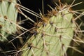 Sharp cactus spines close up