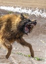 Sharp canine teeth close up guard dog Alsatian German Shepherd looking ferocious bearing teeth trying to attack