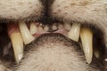 Teeth of cat Royalty Free Stock Photo