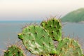 Sharp catcus prongs with ocean in the distance. Royalty Free Stock Photo