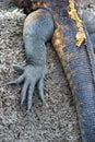 Sharp claws of a marine iguana, Galapados Islands Royalty Free Stock Photo