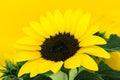 Sharp and clear view of yellow sunflower blossom in yellow background surface Royalty Free Stock Photo