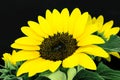 Sharp and clear view of yellow sunflower blossom in black background surface Royalty Free Stock Photo