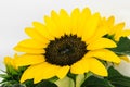 Sharp and clear view of yellow sunflower blossom in white background surface Royalty Free Stock Photo