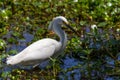 A Sharp Closeup of a Wild Snowy Egret Royalty Free Stock Photo