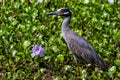 A Sharp Closeup of a Yellow-crowned Night Heron Next to a Hyacinth Flower. Royalty Free Stock Photo