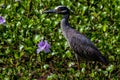 A Sharp Closeup of a Yellow-crowned Night Heron Royalty Free Stock Photo