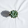 Sharp contrast between the succulent and the shadow, emphasizing Royalty Free Stock Photo