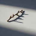 Sharp contrasts, emphasizing the texture of the twig and its Royalty Free Stock Photo