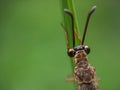 Sharp detailed macro of a antlion in nature forest habitat