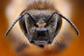Sharp and detailed study of bee head taken with macro objective stacked from many shots into one photo Royalty Free Stock Photo