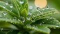 The sharp details of the droplets and leaves. The scene showcases Royalty Free Stock Photo