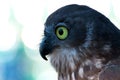 Sharp eye of a night Australian owl. Royalty Free Stock Photo