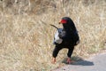 Sharp eyed Bateleur eagle [terathopius ecaudatus] in Kruger National Park South Africa Royalty Free Stock Photo